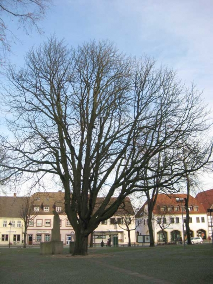 Bild 2 von Kastanie auf dem Kirchplatz